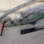2026.8.8〜15の釣果