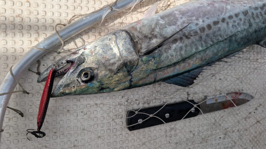 2026.8.8〜15の釣果